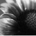Gaillardia - ID: 2086410 © Patricia  H Daley