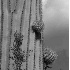 Saguaro Cactus - ID: 2091357 © Patricia  H Daley