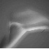 Romantic Calla - ID: 2096861 © Patricia  H Daley