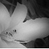 Daylily  - ID: 2099867 © Patricia  H Daley