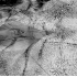 Stingray in Motion Abstract - ID: 2238440 © Patricia  H Daley