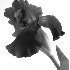 Iris - ID: 2378514 © Patricia  H Daley