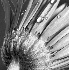 Gerbera In Blue - ID: 3762615 © Patricia  H Daley