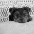 Razzle - ID: 3981102 © Patricia  H Daley