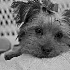 Before-Bounced Flash - ID: 4057647 © Patricia  H Daley