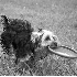 Razzle-Activity Cropped - ID: 4143394 © Patricia  H Daley