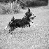 Razzle Stopped Action - ID: 4143395 © Patricia  H Daley