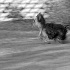Razzle-Artistic Blur? - ID: 4143396 © Patricia  H Daley