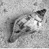 Antiguan Beach Shell - ID: 4690178 © Patricia  H Daley