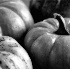 Pumpkins of Fall - ID: 4793805 © Patricia  H Daley