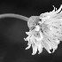 Chive Blossom - ID: 6038502 © Patricia  H Daley
