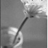 Chive Blossom- - ID: 6265344 © Patricia  H Daley