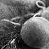 Rosemary Peach Still Life Montage - ID: 10426139 © Patricia  H Daley