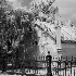 Laurel Grove Cemetery  - ID: 10595529 © Patricia  H Daley