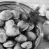Fresh Clams - ID: 11379476 © Patricia  H Daley